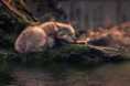 300mm f5/6 ISO 400